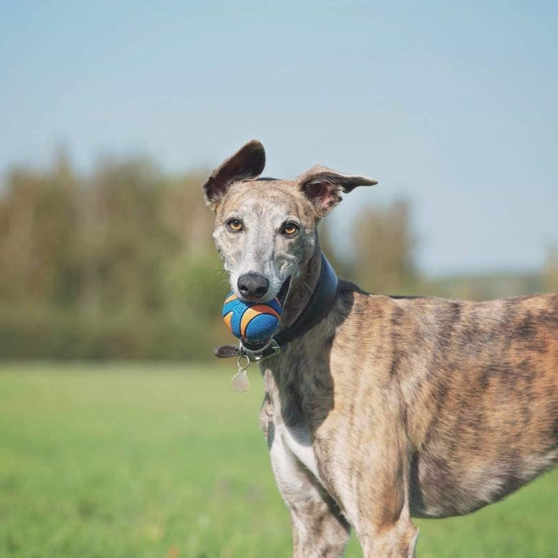 2. CHUCKIT! Ultra Bouncy, Super Squeaky Dog Ball - Play a Satisfying game of Fetch!